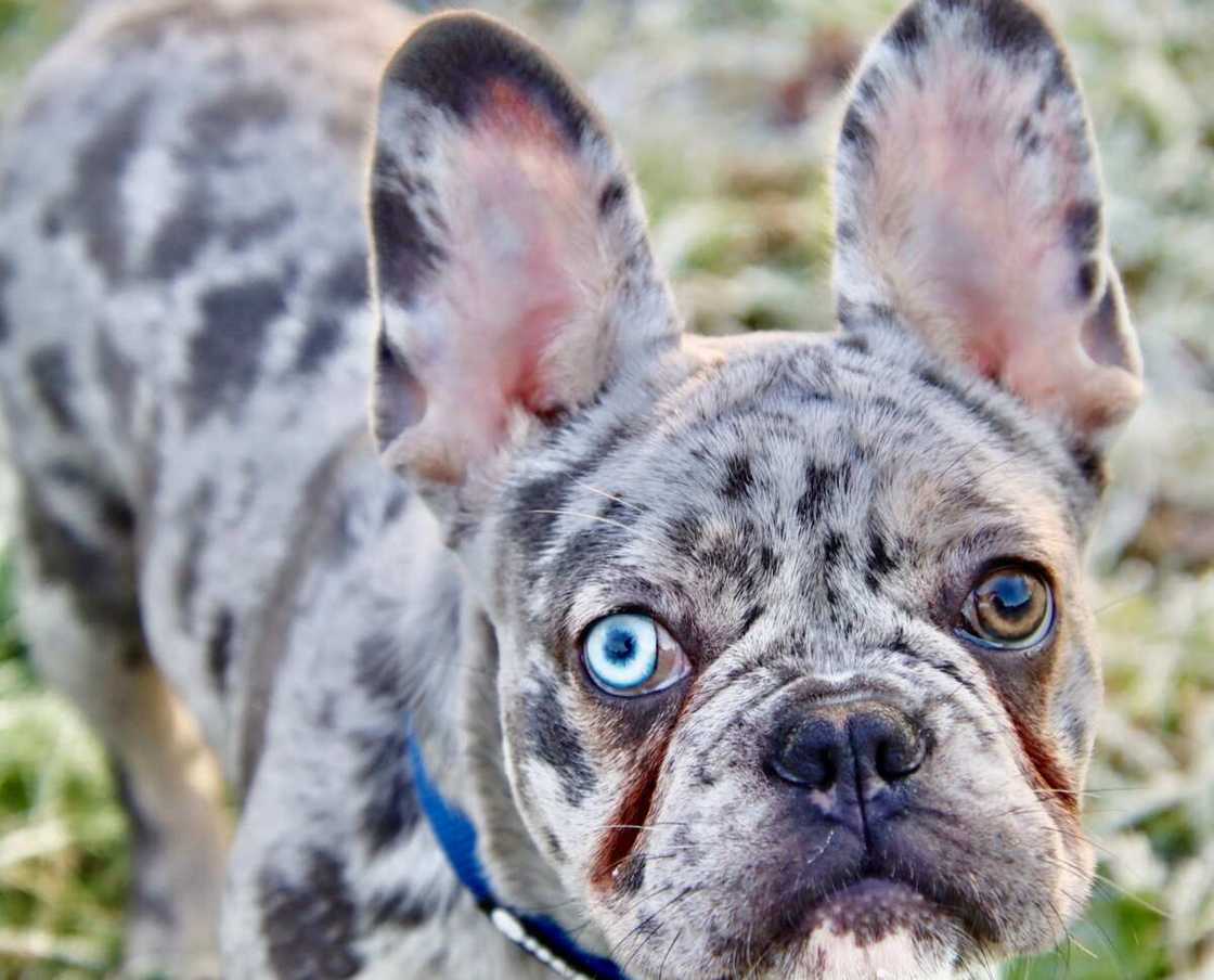 A blue French Bulldog A blue French Bulldog