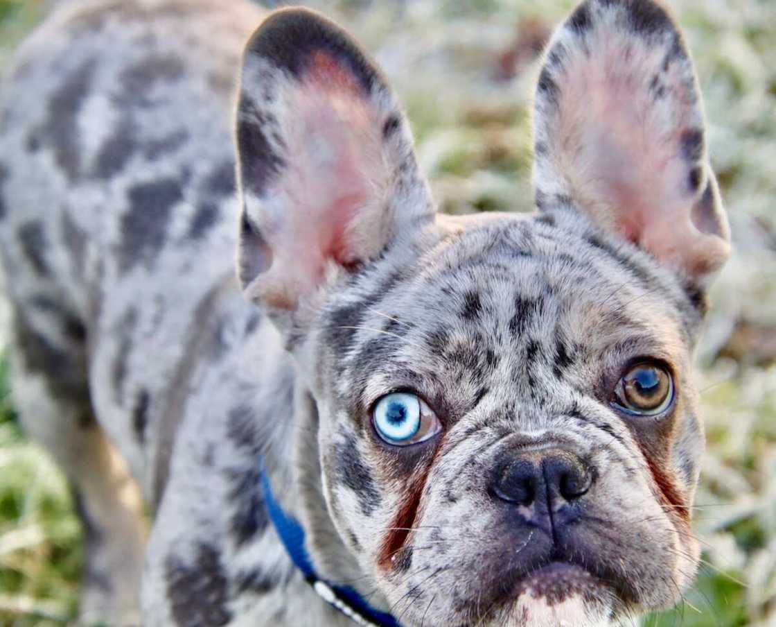 A blue French Bulldog