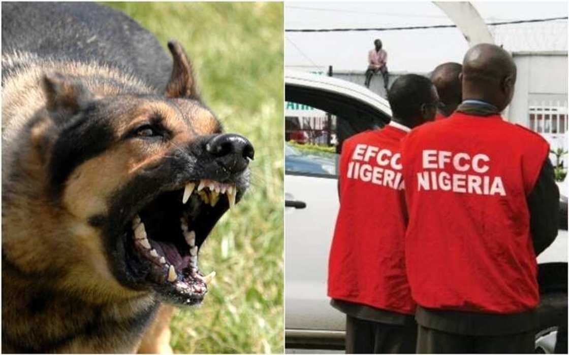 Yadda muggan karnuka sun kaiwa jami'an EFCC hari Yadda muggan karnuka sun kaiwa jami'an EFCC hari