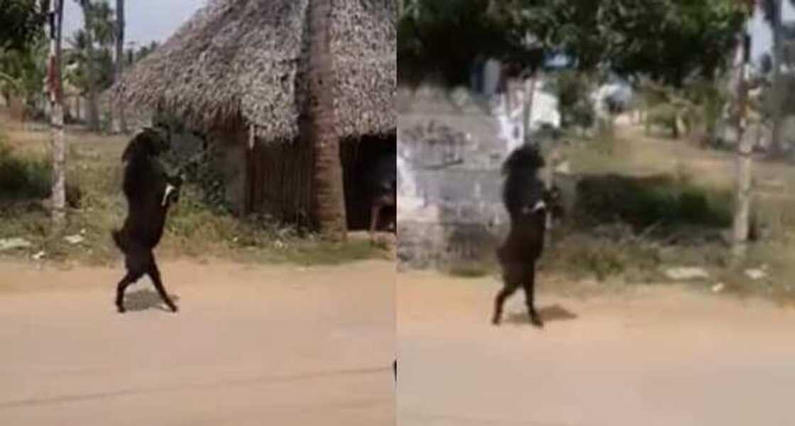 He's goat it!: Villagers left stunned after watching goat walk with hind legs He's goat it!: Villagers left stunned after watching goat walk with hind legs