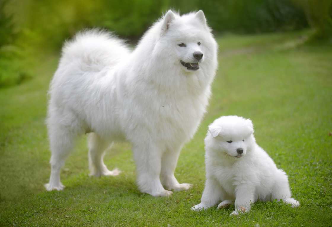 Samoyed dog on the lawn with her puppies Samoyed dog on the lawn with her puppies
