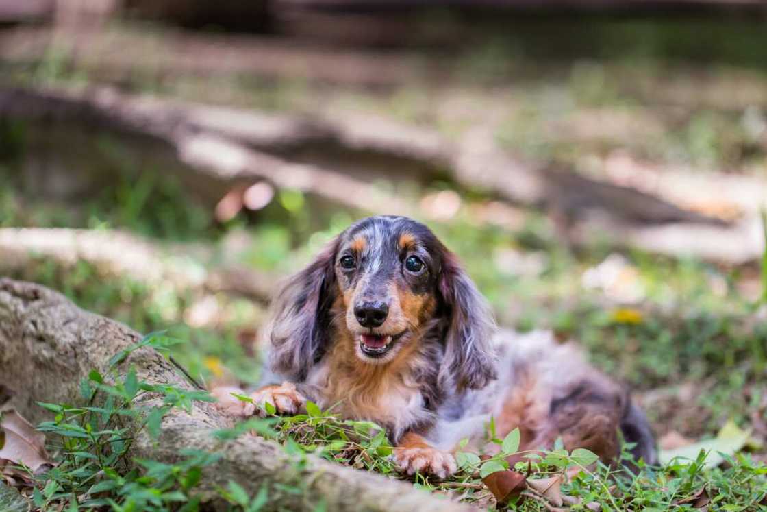 Dapple Dachshund looking at the camera