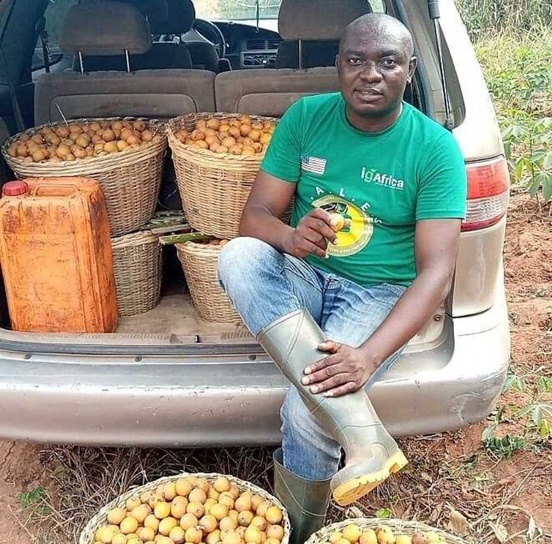 Man shows off massive Agbalumo he harvested from trees he did not plant, Nigerians want a taste of it Man shows off massive Agbalumo he harvested from trees he did not plant, Nigerians want a taste of it
