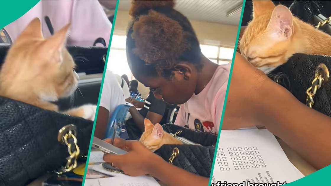 a young lady brings her cat to school, during lecture hours a young lady brings her cat to school, during lecture hours
