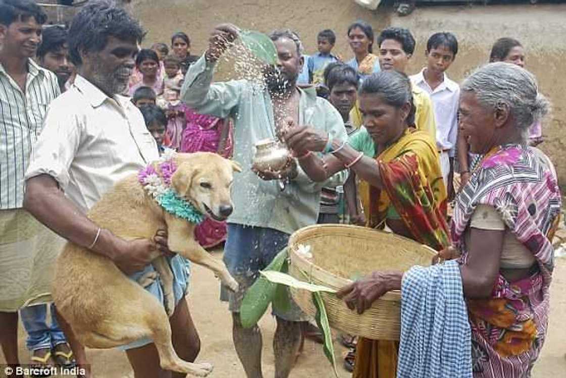 Hotuna: Wata tsaleliyar budurwa ta auri kare a kasar Indiya Hotuna: Wata tsaleliyar budurwa ta auri kare a kasar Indiya