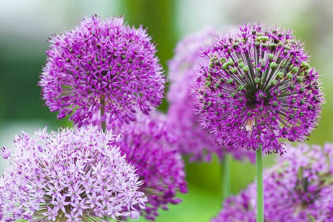 Allium flower Allium flower