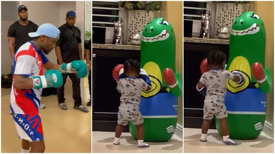 Floyd Mayweather's gandkid punching/the boxer's grandkid displayed energy. Floyd Mayweather's gandkid punching/the boxer's grandkid displayed energy.