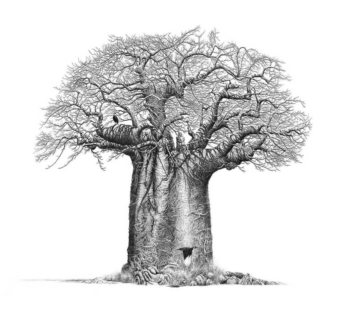 baobab drawing