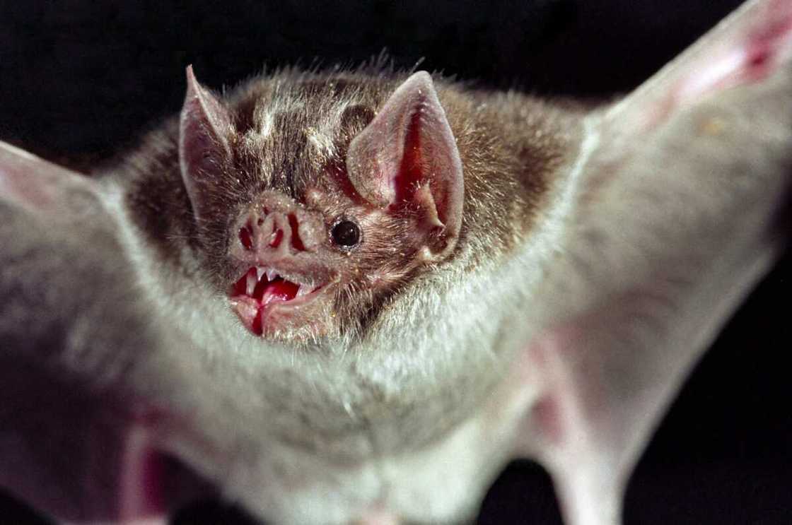 La chauve-souris vampire La chauve-souris vampire