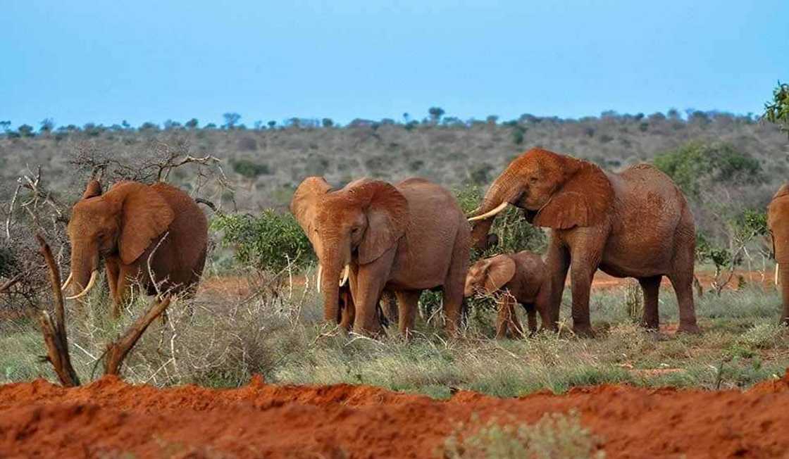 Woman missing for 9 months reunited with daughter after being found at Tsavo West Woman missing for 9 months reunited with daughter after being found at Tsavo West