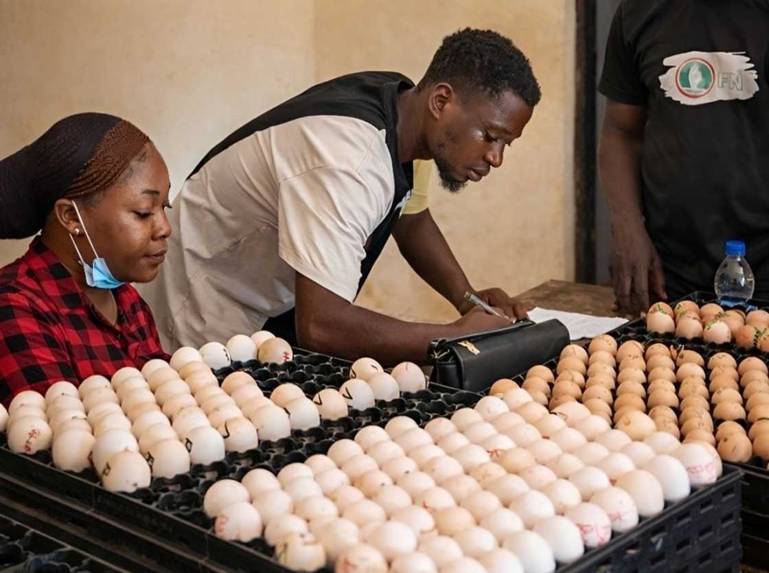 Two poultry farm workers manage egg inventory Two poultry farm workers manage egg inventory