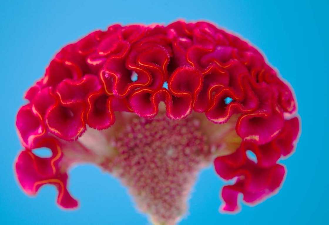 A close up of the red flowers of a celosia A close up of the red flowers of a celosia