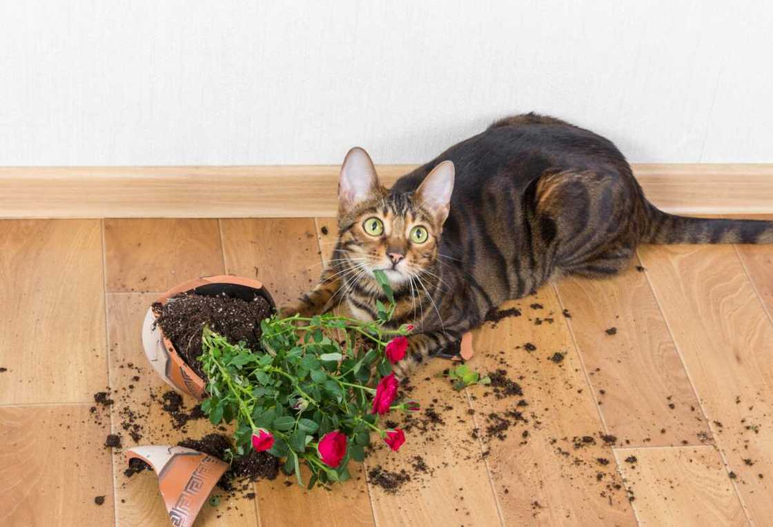 les chats commettent des bêtises qui peuvent causer de la frustration pour les propriétaires.