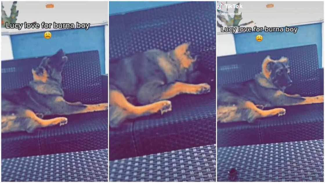 Dog responded to Last Last song/Dogs lost focus on his bone. Dog responded to Last Last song/Dogs lost focus on his bone.