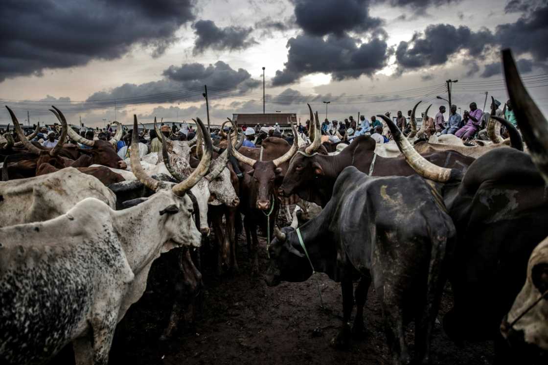 Livestock is a major source of income in the Sahel region Livestock is a major source of income in the Sahel region