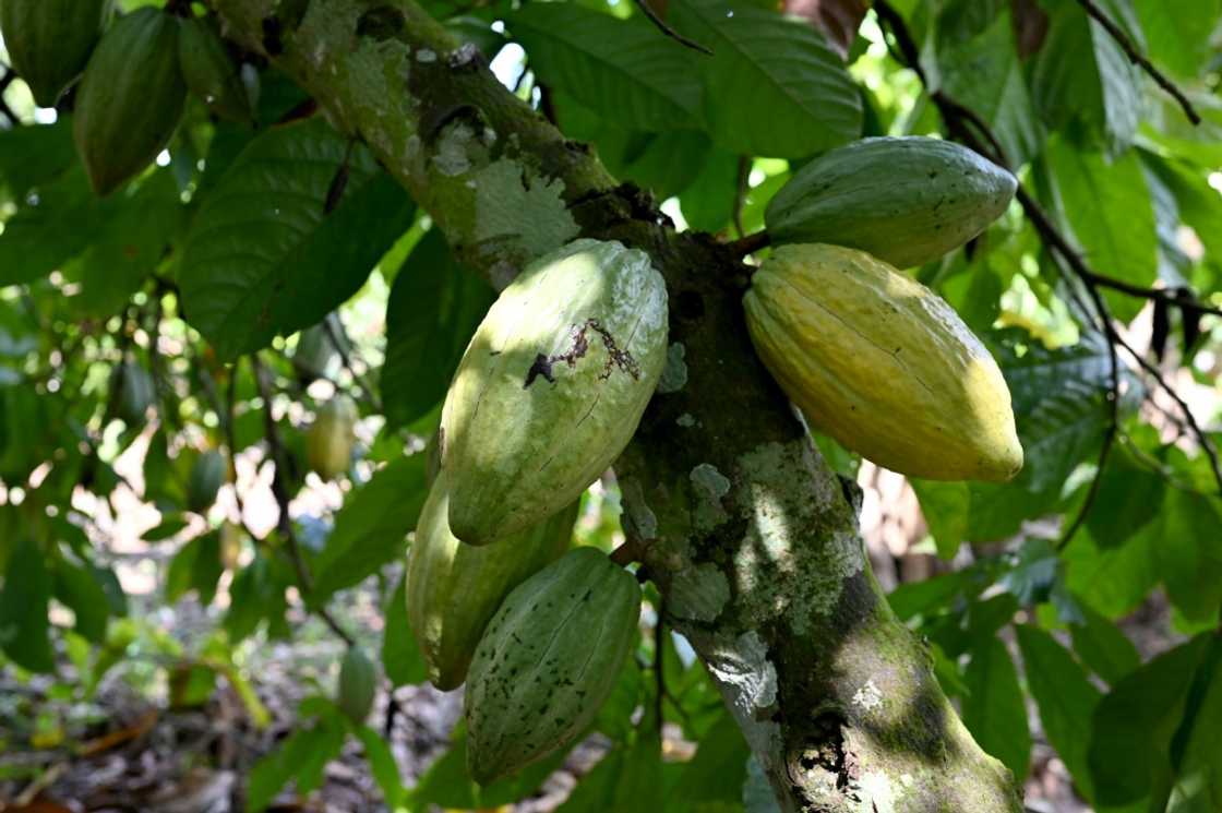 Cocoa pods grow on trees in a plantation in Ivory Coast Cocoa pods grow on trees in a plantation in Ivory Coast
