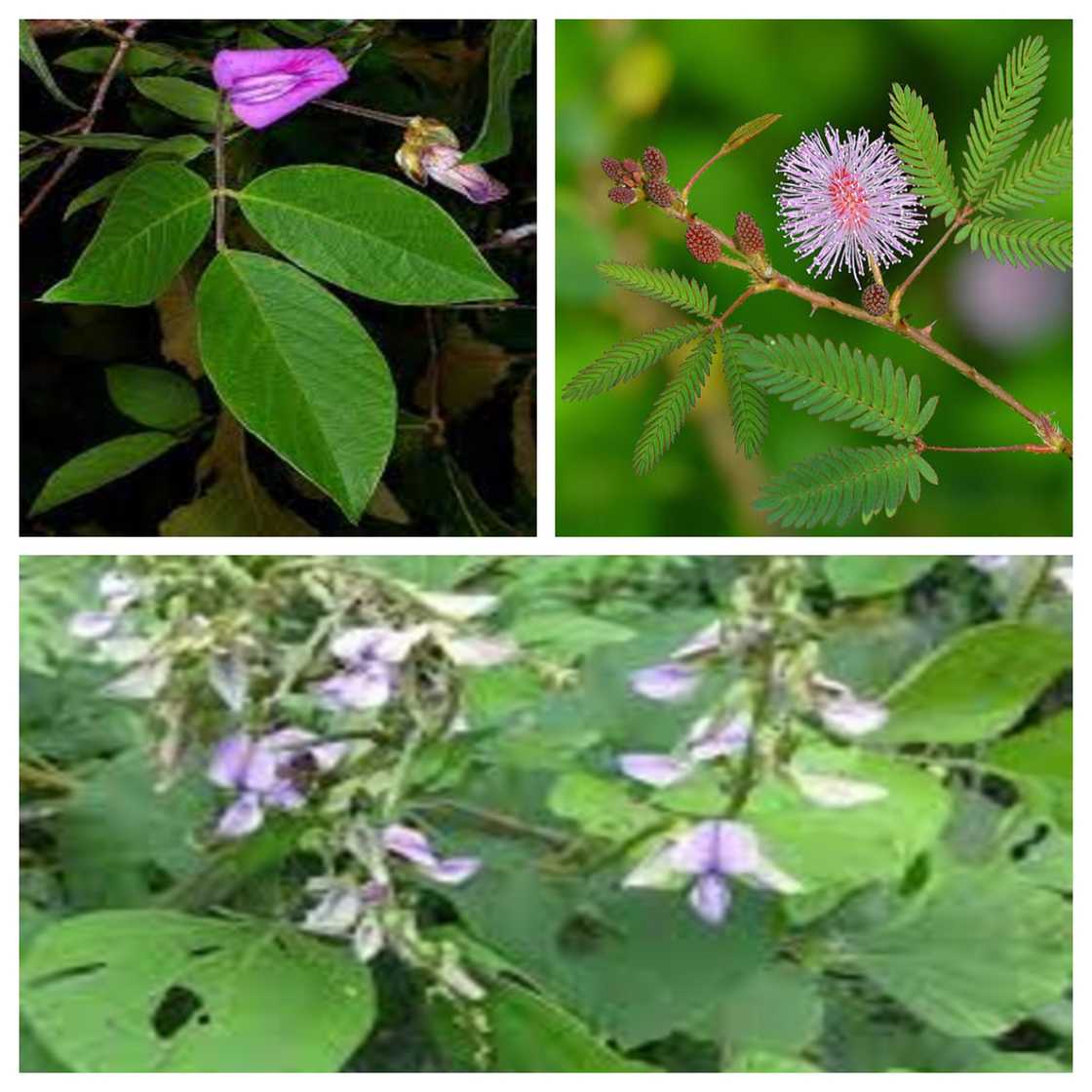 Photo by Dr. Okon G. Okon: A collage of Centrosema pubescens (Butterfly pea), Mimosa pudica (Sensitive plant), and Pueraria phaseoloides (Tropical kudzu) Photo by Dr. Okon G. Okon: A collage of Centrosema pubescens (Butterfly pea), Mimosa pudica (Sensitive plant), and Pueraria phaseoloides (Tropical kudzu)