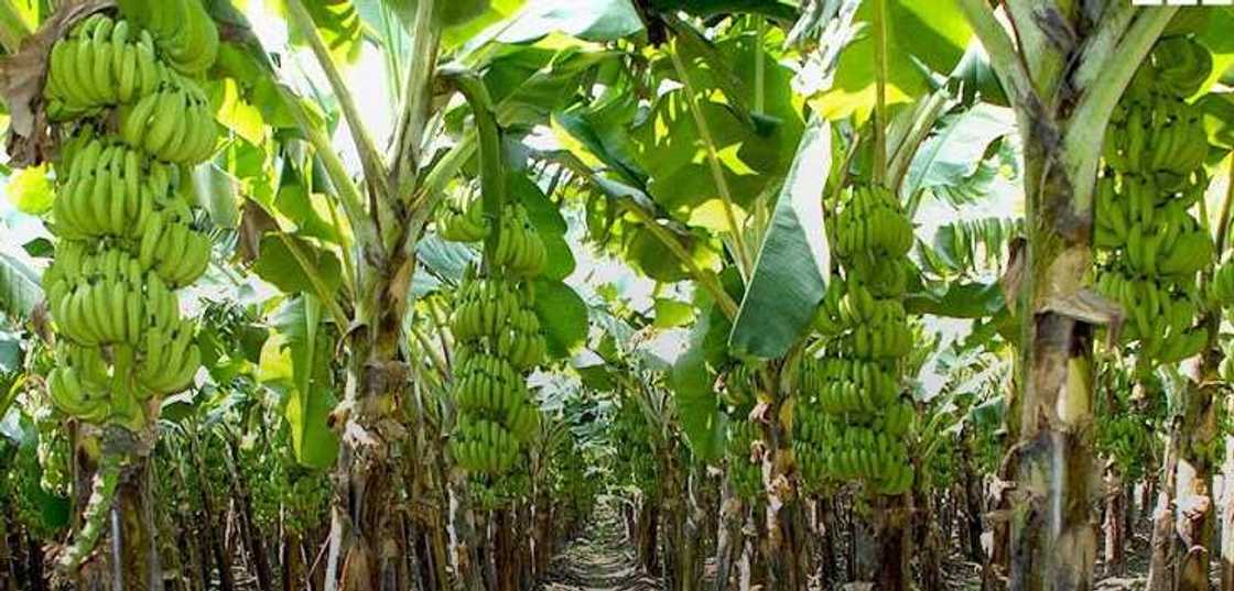 Plantain farming