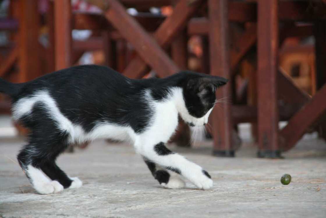 olive chat olive chat