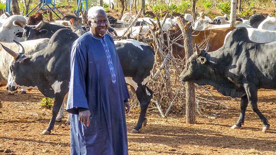 Dillalan shanu na barazana ga gwamnati kan shiga yajin aiki Dillalan shanu na barazana ga gwamnati kan shiga yajin aiki