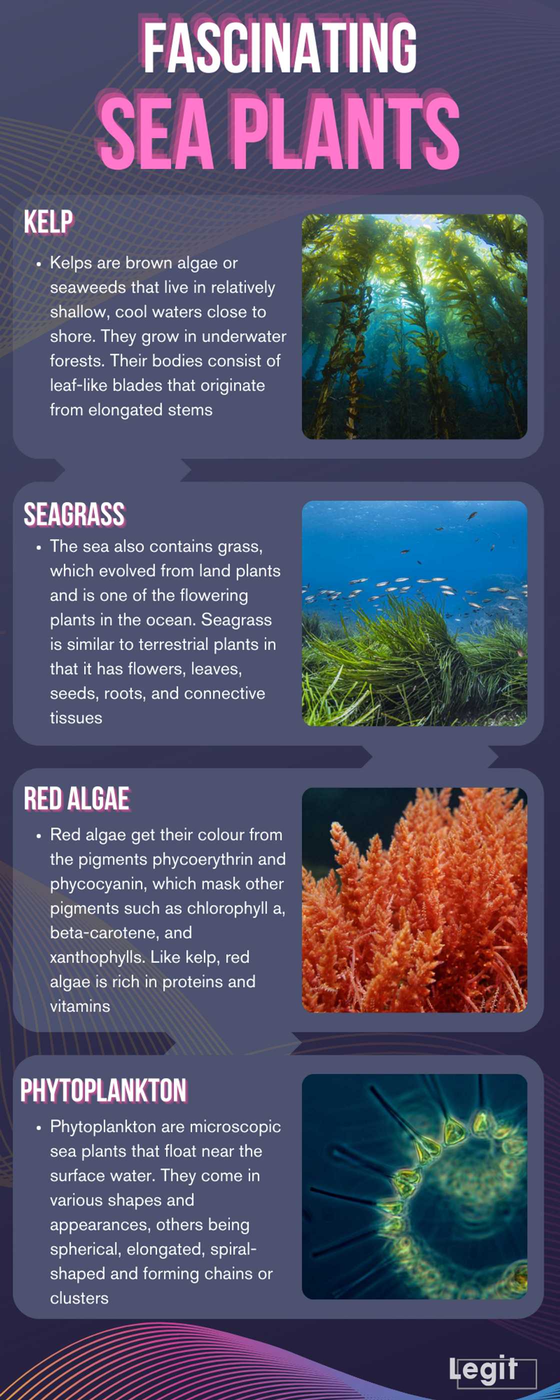 Fascinating sea plants