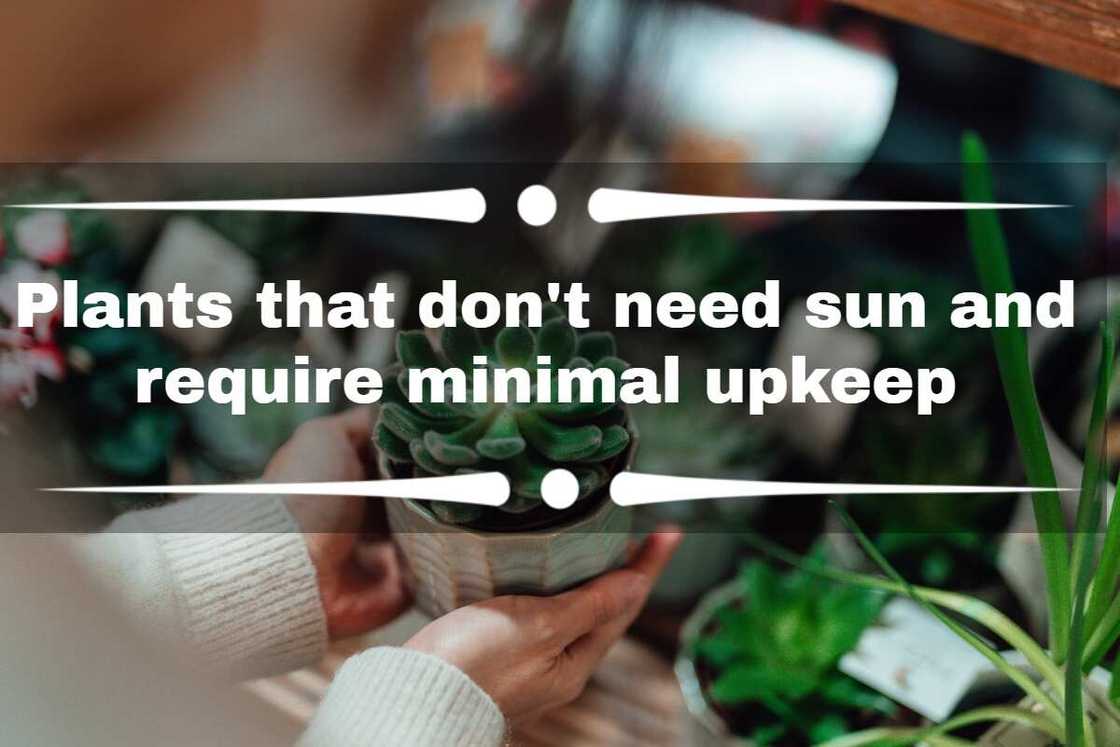 plants that don't need sun plants that don't need sun