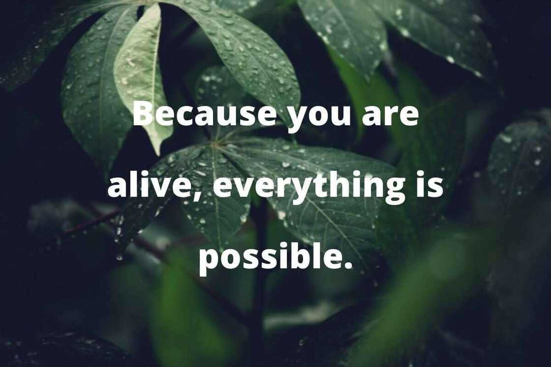 Thich Nhat Hanh meditation Thich Nhat Hanh meditation