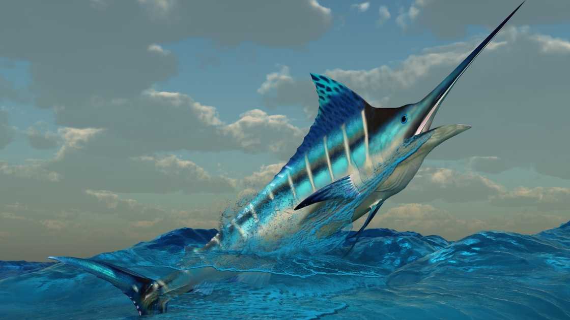 An artistic depiction of an Atlantic Marlin.