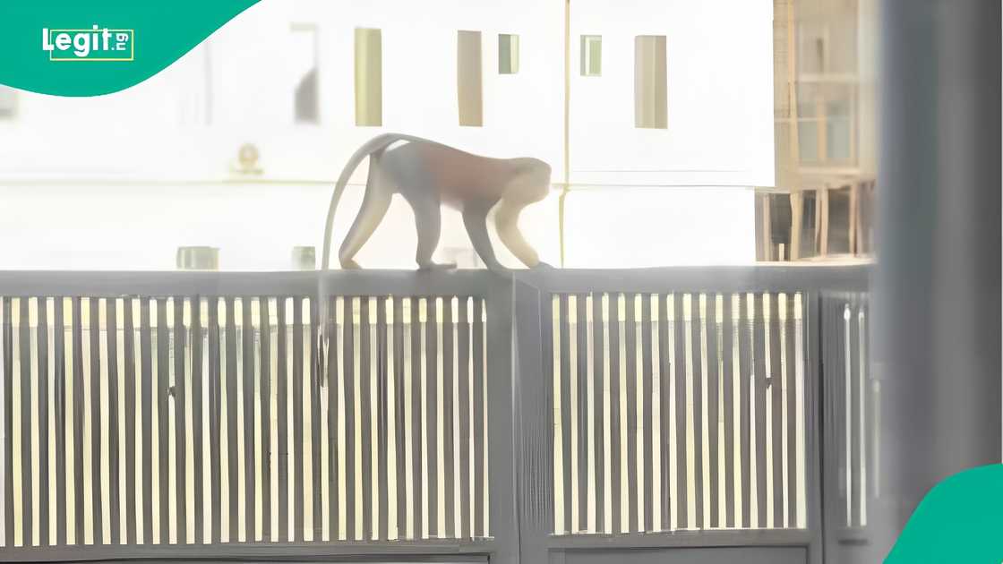 Nigerian lady cries out as monkey keeps invading her house Nigerian lady cries out as monkey keeps invading her house