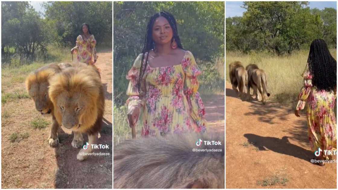 Walking lions/lady showed no fear. Walking lions/lady showed no fear.