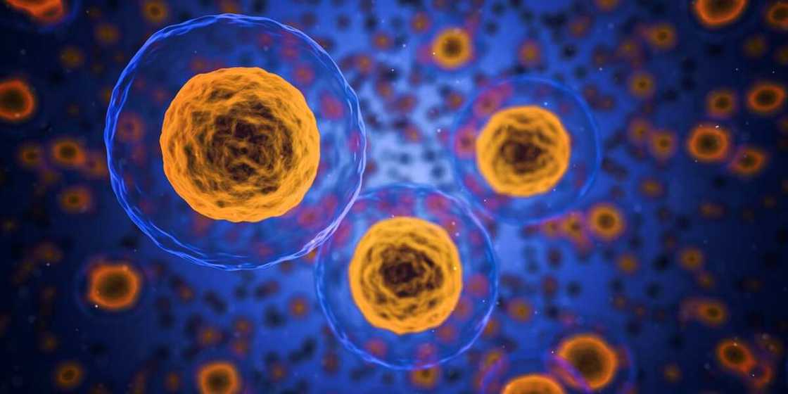 Double Stemcell benefits: are there any? Double Stemcell benefits: are there any?