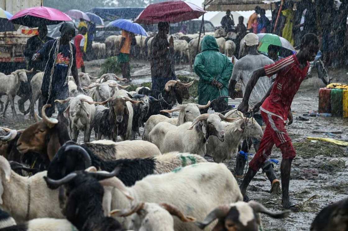 Hundreds of animals were brought to a market in Abidjan to be slaughtered for Eid Hundreds of animals were brought to a market in Abidjan to be slaughtered for Eid