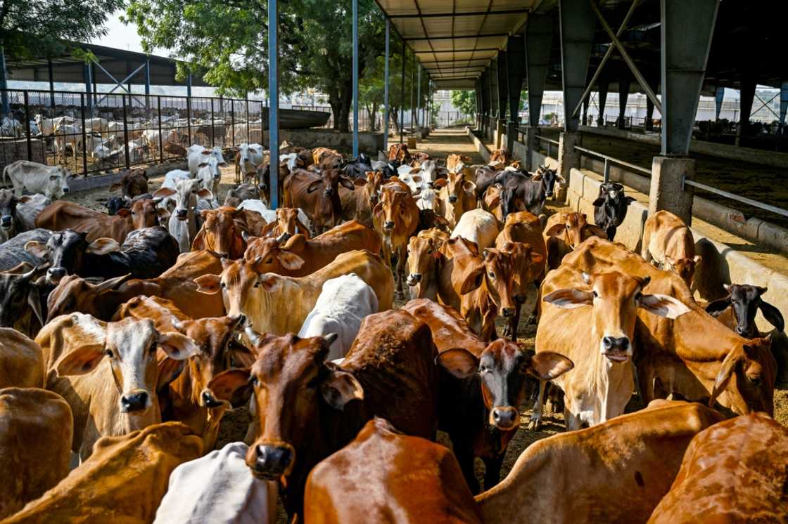 India hopes to double the share of gas in its energy mix to 15 percent by 2030 -- but only a small portion will come from biogas India hopes to double the share of gas in its energy mix to 15 percent by 2030 -- but only a small portion will come from biogas