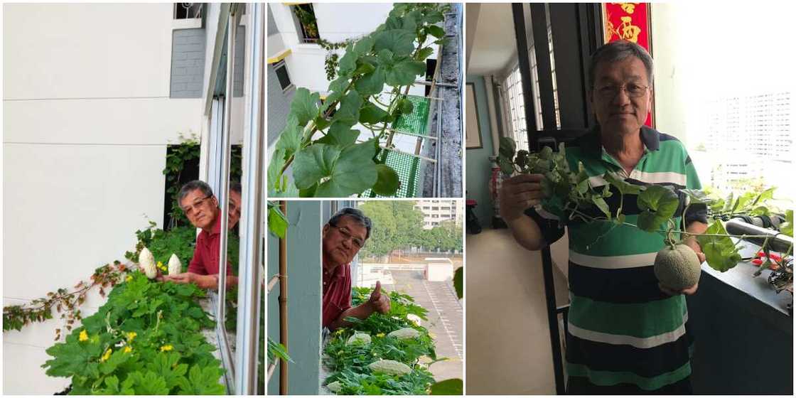 Man breaks the internet with massive harvest he got from 'growing crops in the sky,' many react