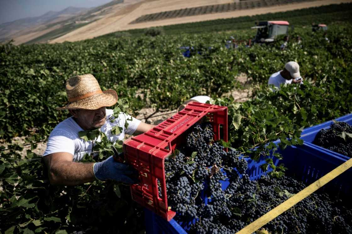 For the first time, regional authorities have banned working in the fields during the hottest hours of the day, between 12:30 pm and 4:00 pm