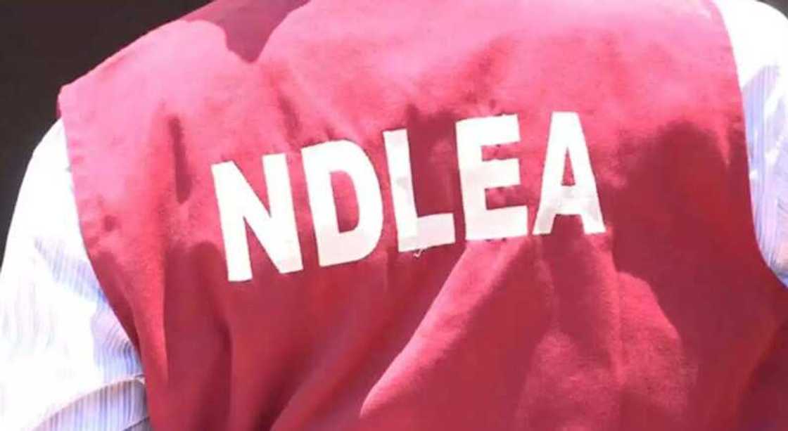 Yadda bera ya haukace a ofishin NDLEA ya ba mutane mamaki Yadda bera ya haukace a ofishin NDLEA ya ba mutane mamaki