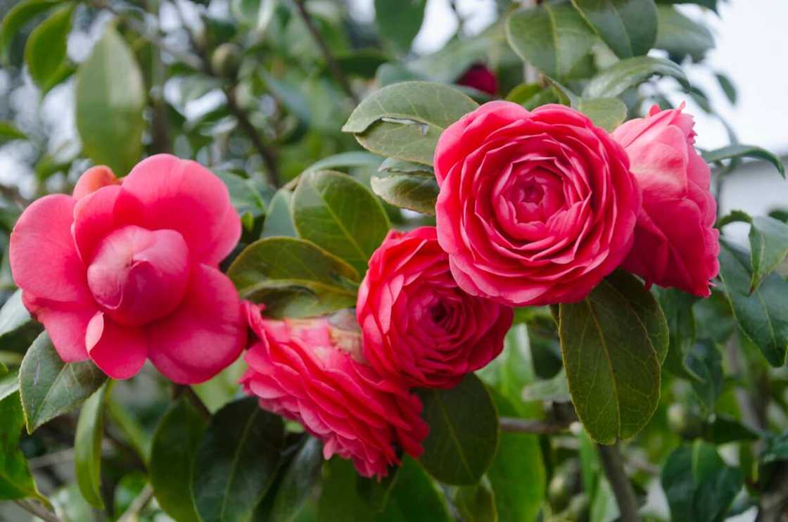 Pink camellia