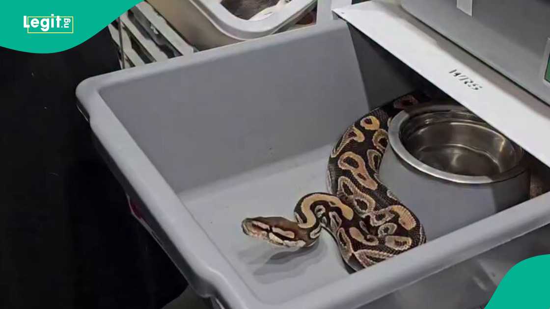 Nigerian lady, Chisom Pretty, details how a herbalist cured her after being bitten by a snake, as an expert reacts amid conversations around Ifunanya Nwangene.