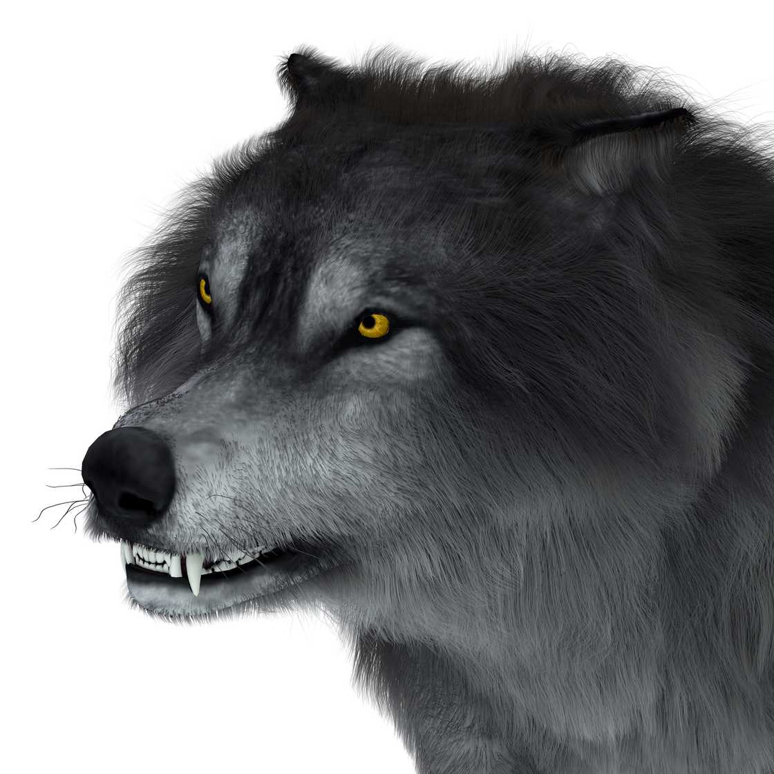 The carnivorous Dire Wolf lived in North and South America during the Pleistocene Period. The carnivorous Dire Wolf lived in North and South America during the Pleistocene Period.