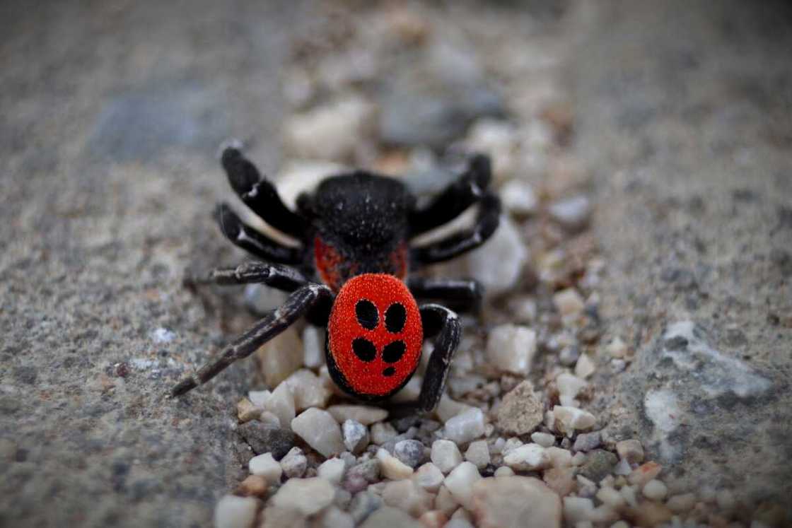 araignée coccinelle