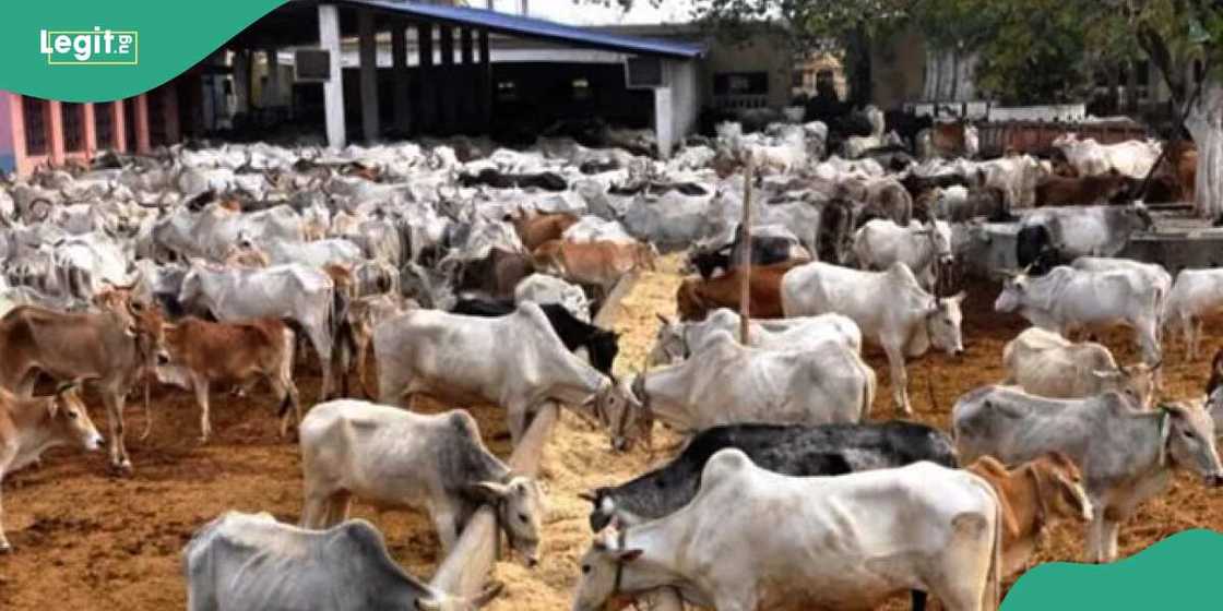 An garkame kasuwannin shanu a Zamfara An garkame kasuwannin shanu a Zamfara