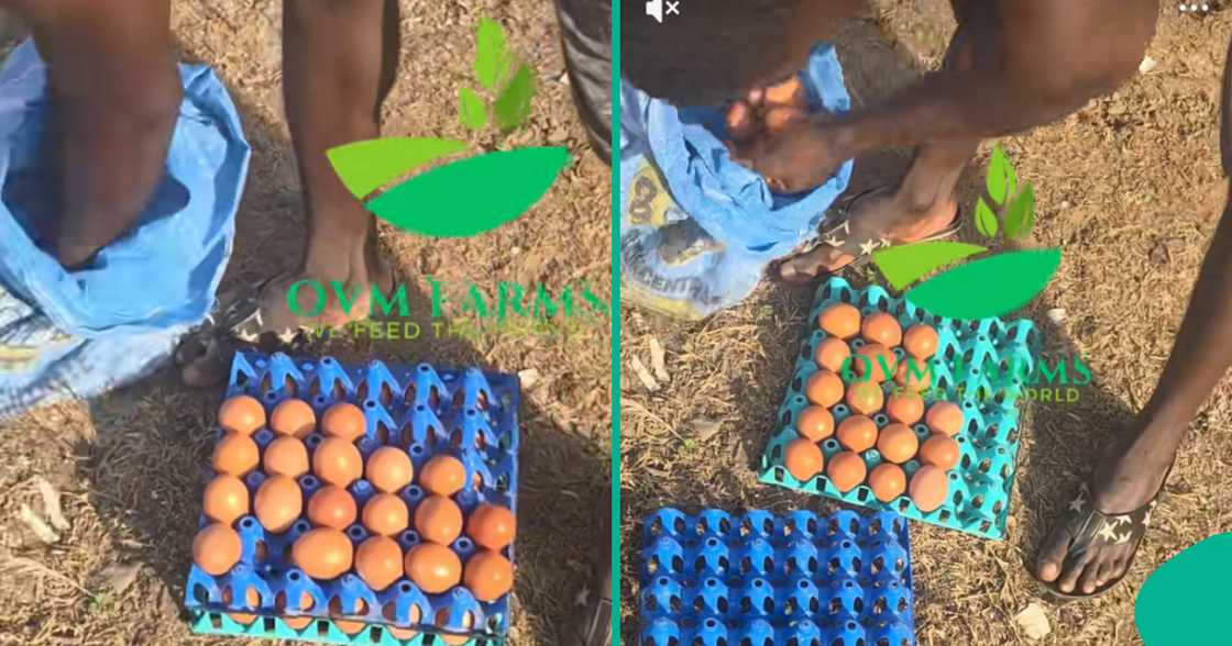 Poultry farmer shares her sad experience after visiting her farm unannounced.