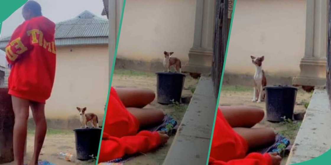 Girl faints to see ekuke dog's reaction Girl faints to see ekuke dog's reaction