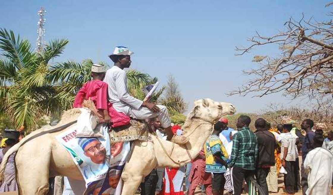 HOTUNA: Wani mahayin rakumi kenan, daga cikin dumbin masu jiran isowar shugaban kasa Buhari HOTUNA: Wani mahayin rakumi kenan, daga cikin dumbin masu jiran isowar shugaban kasa Buhari