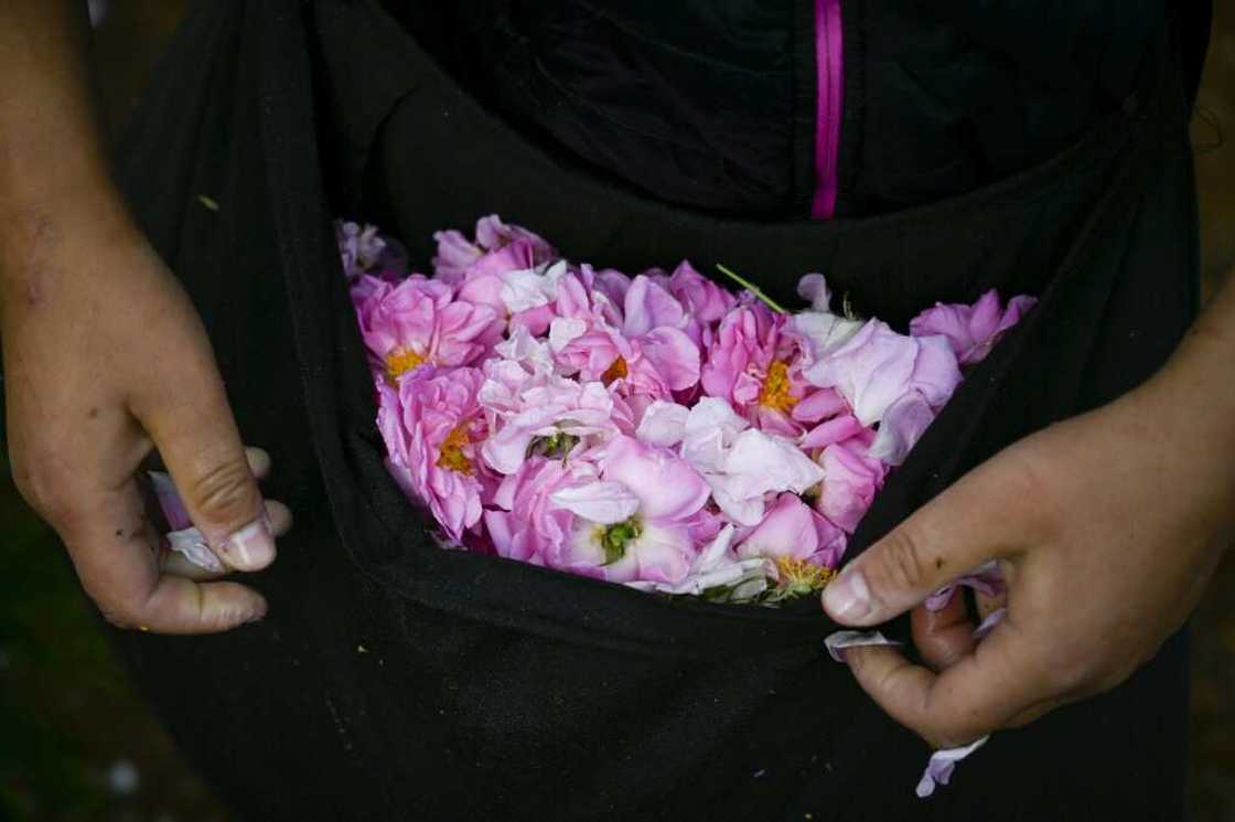 To produce rose oil, huge amounts of petals are boiled in massive metal vats To produce rose oil, huge amounts of petals are boiled in massive metal vats