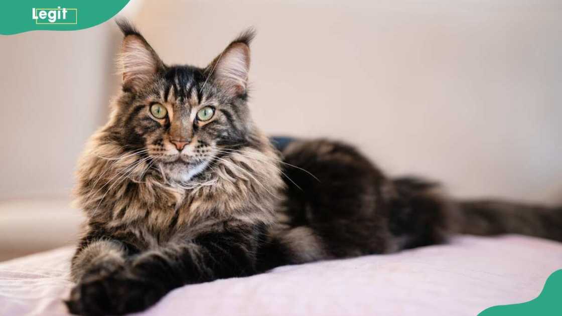 Maine Coon cat (gentle giant) lying on sofa Maine Coon cat (gentle giant) lying on sofa