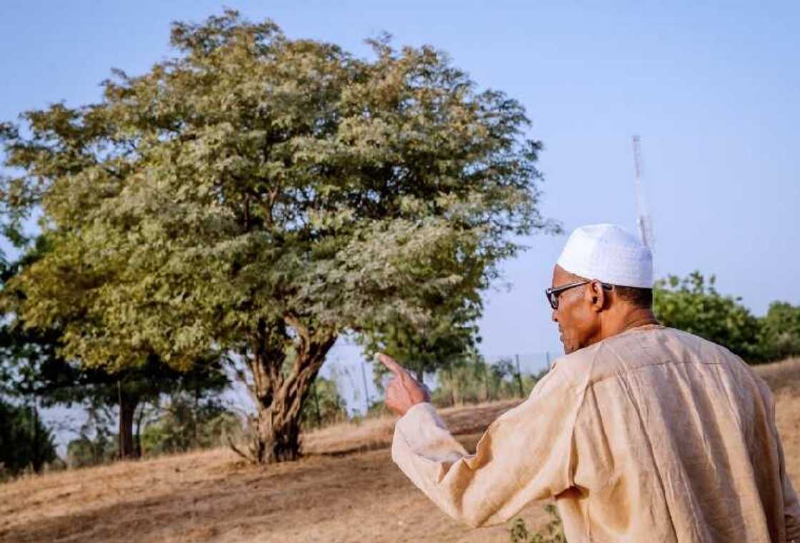 COVID-19: Nigeria in danger of food insecurity, farmers warn COVID-19: Nigeria in danger of food insecurity, farmers warn