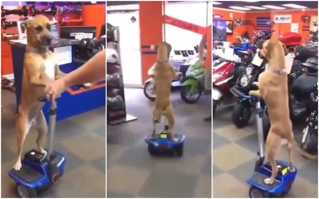 A funny dog was seen in video riding around with a machine A funny dog was seen in video riding around with a machine