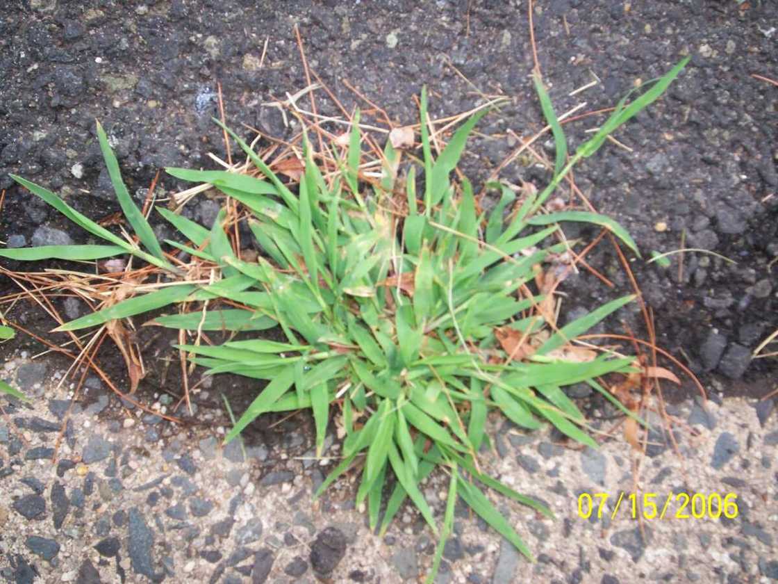 Digitaria abyssinica