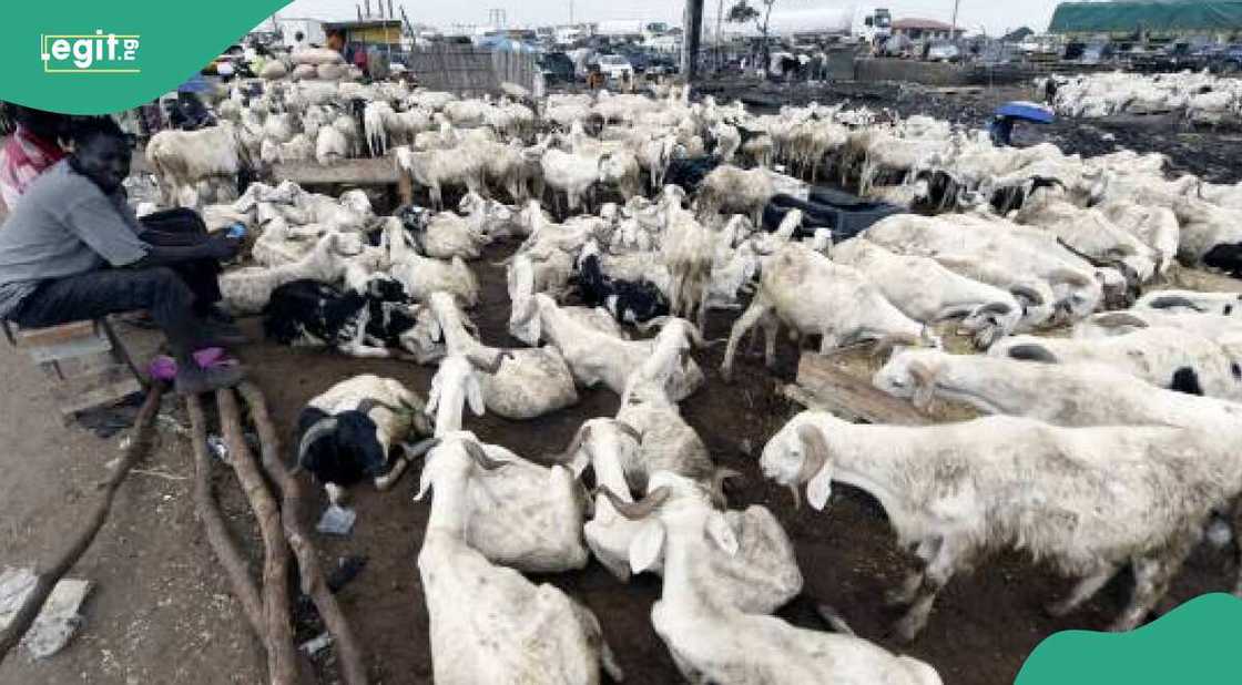 Dillalan raguna sun fara tagumi Dillalan raguna sun fara tagumi